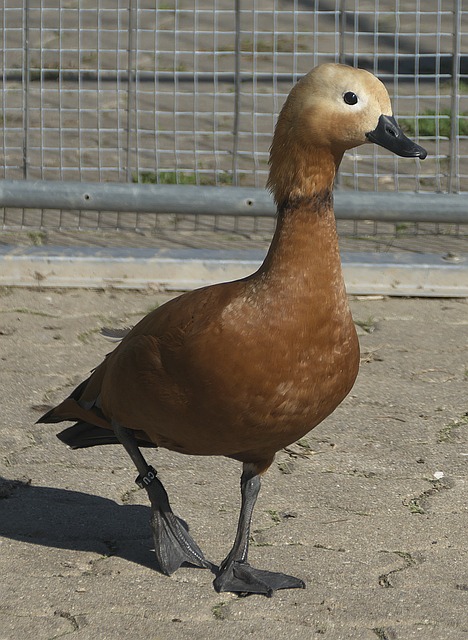 疑的
